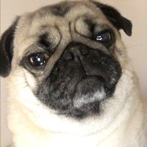 Meet your Posher, Diane